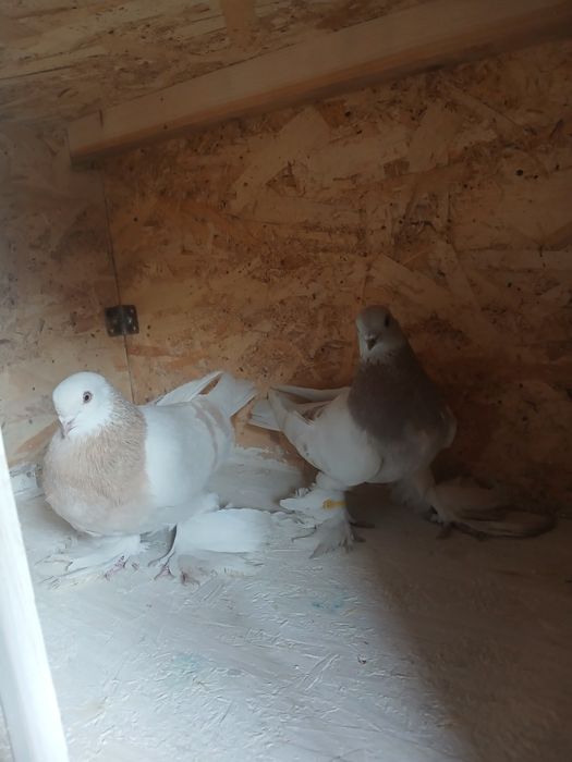 Голуби голуби голуби