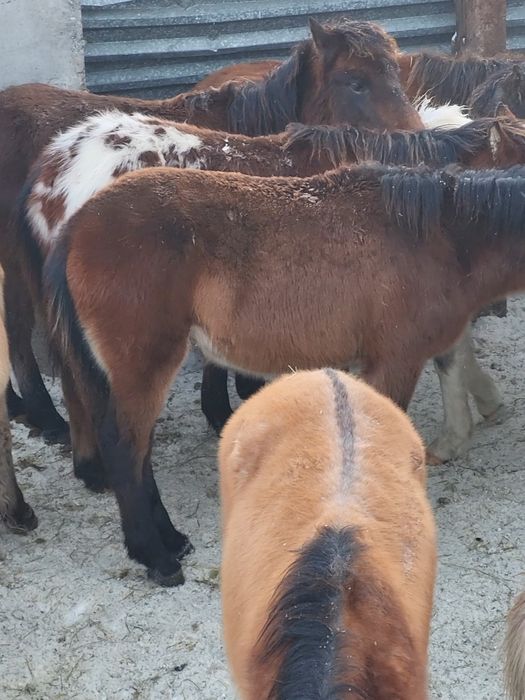 Продам жабағылар