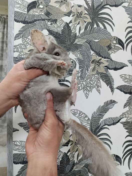 Shinshula sotiladi kelishtirib beraman