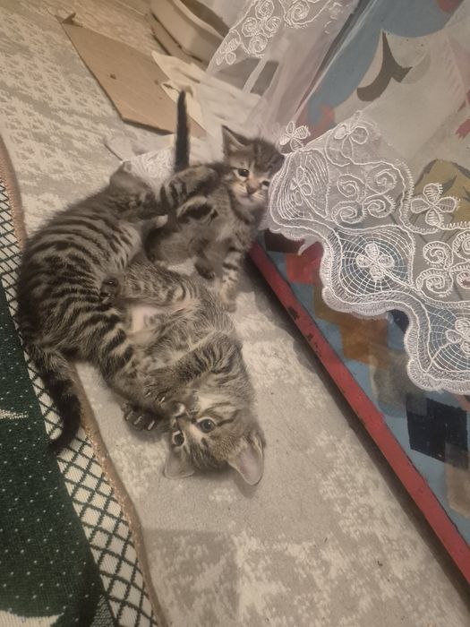 Отдам симпатичных котят