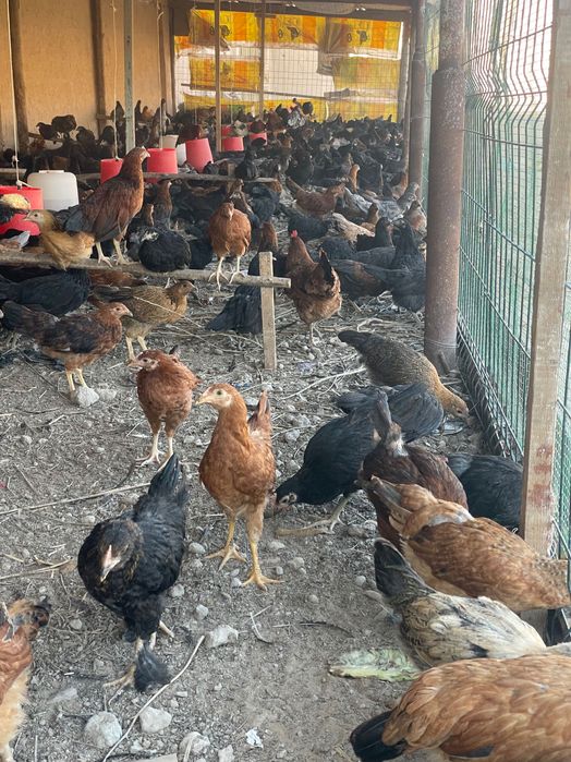 Tavuqlar sotiladi