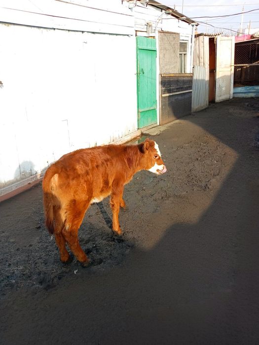 Телочка один месяц