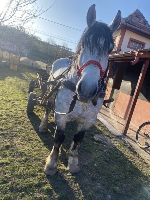 Armasar de vanzare sau schimb