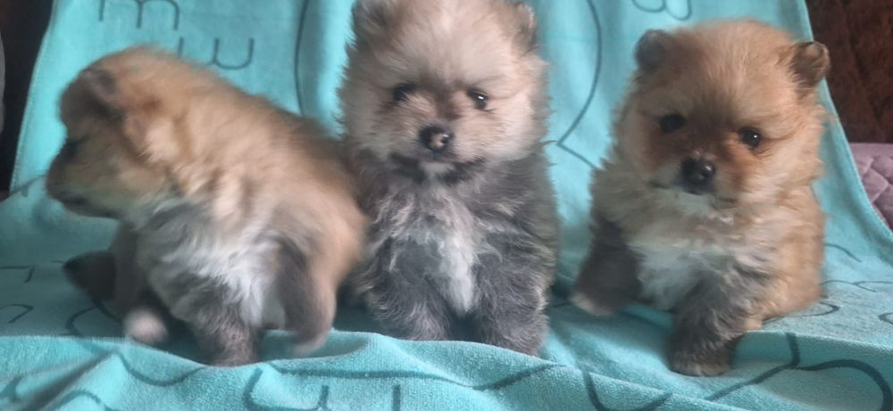 Очаровательные щенки шпица.