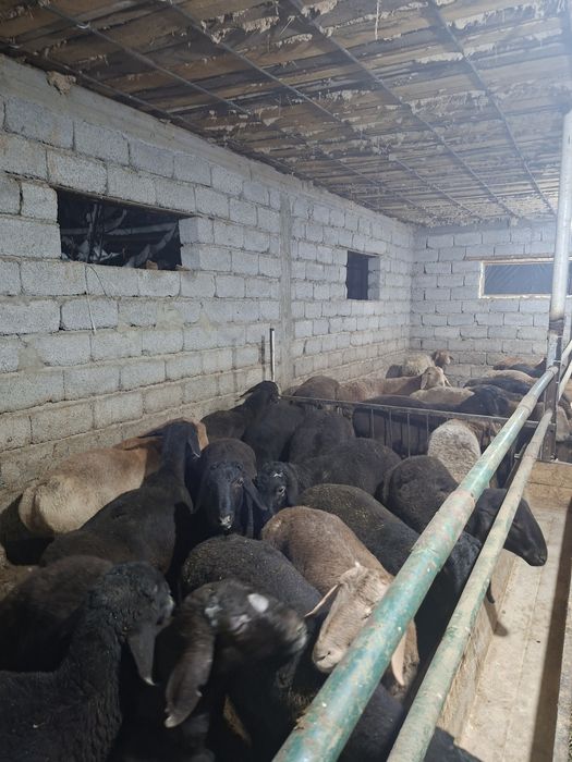 76 бас қошқар сатылады.баран.тоқты