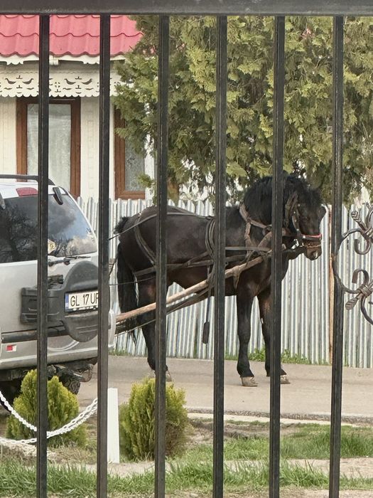 ARMĂSAR DE VÂNZARE  în vârstă de 2 ani și 2 luni,