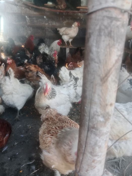 Куры продам молодой