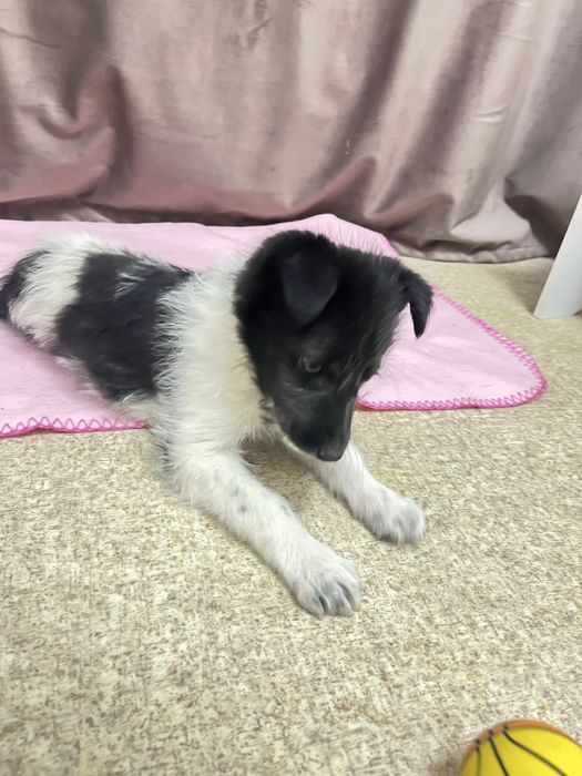 Отдам щенка девочку