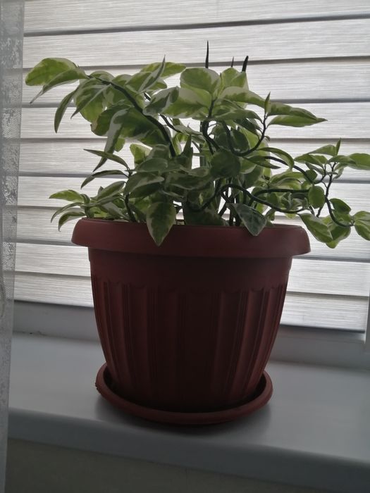 Продается комнатные растения 4500т