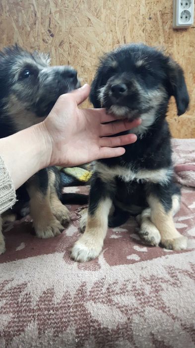 Щеночки звоночки