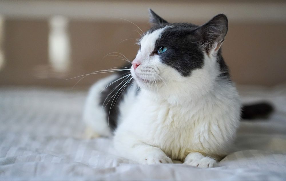 Adoptați un suflet blând!