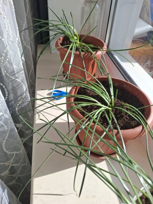 Луковицы зефирантуса