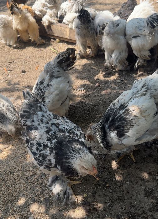 Продаются светлая брама