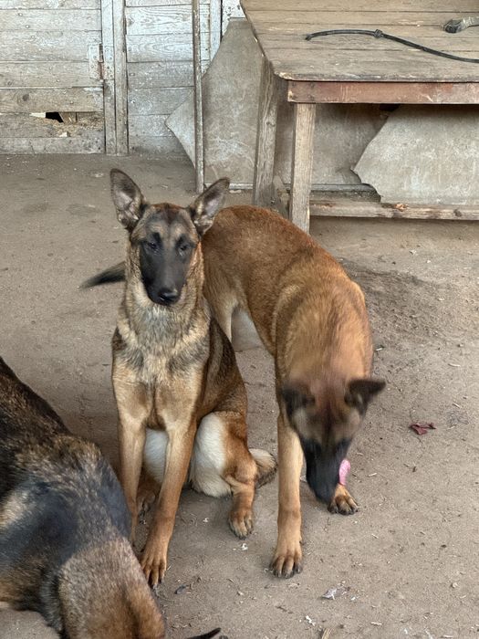 Кученца Белгийски овчарки