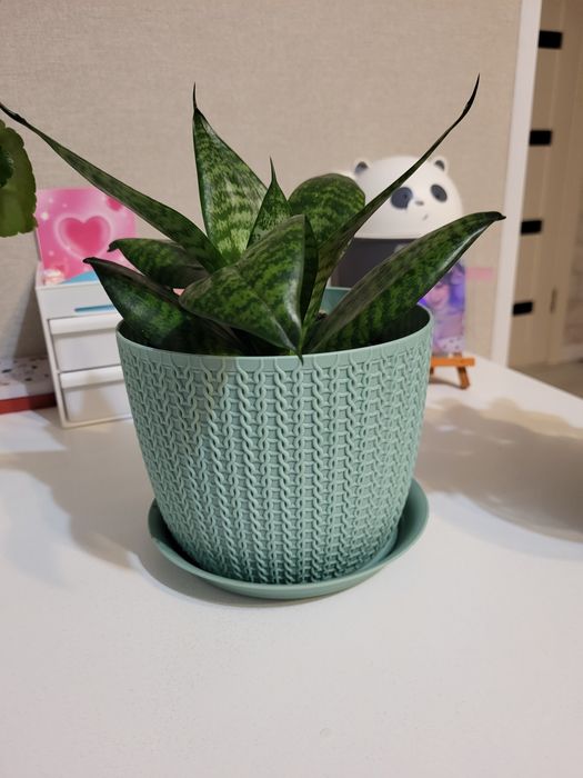 Сансевиерия,  20 см.