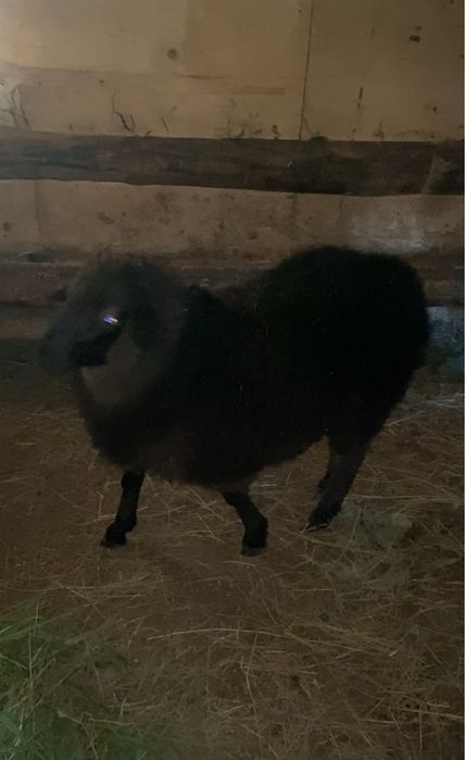 Продам токтушку на откорме