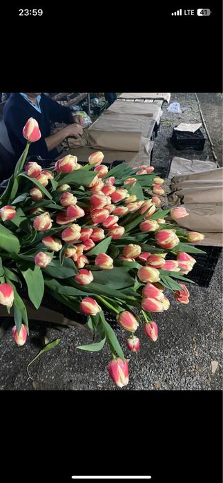 Крупный тюльпан в вашем городе самый крупный в казахстане