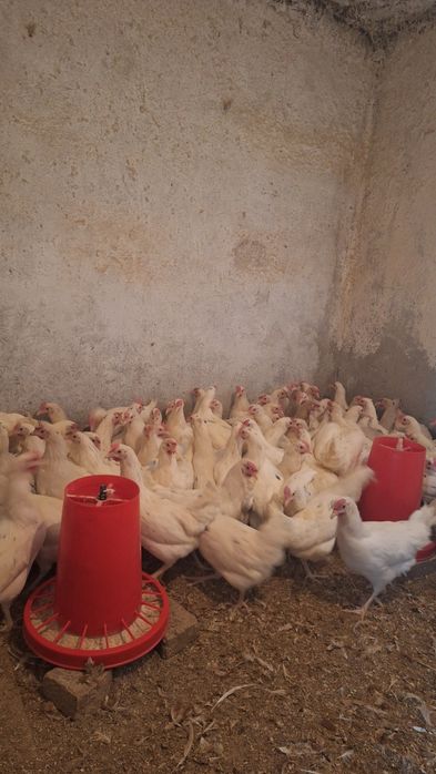 Куры молотки КОРАЛЫ 5 месяцев