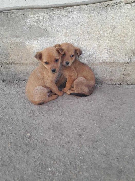 adopta un catel jucaus