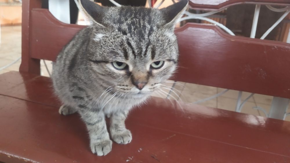 Хотят найти дом!!