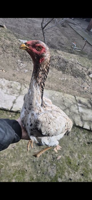 Бойцовый шөже мекен