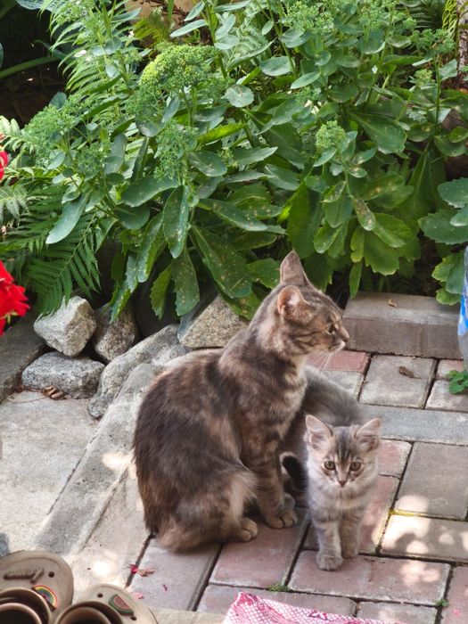 Отдам котят от горной кошки