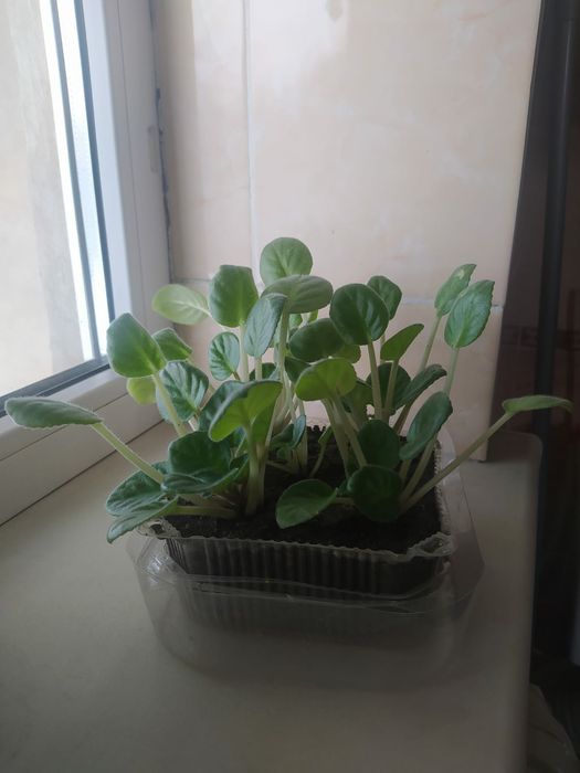 Комнатные цветы продам