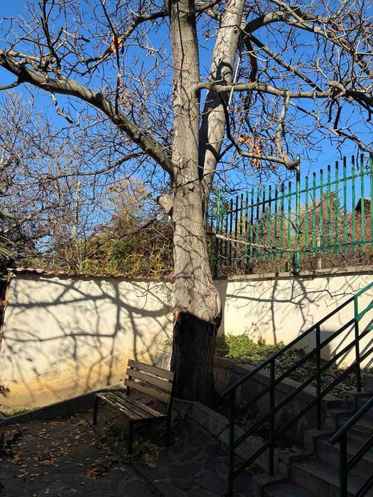 Орех необработен в с. Храбрино