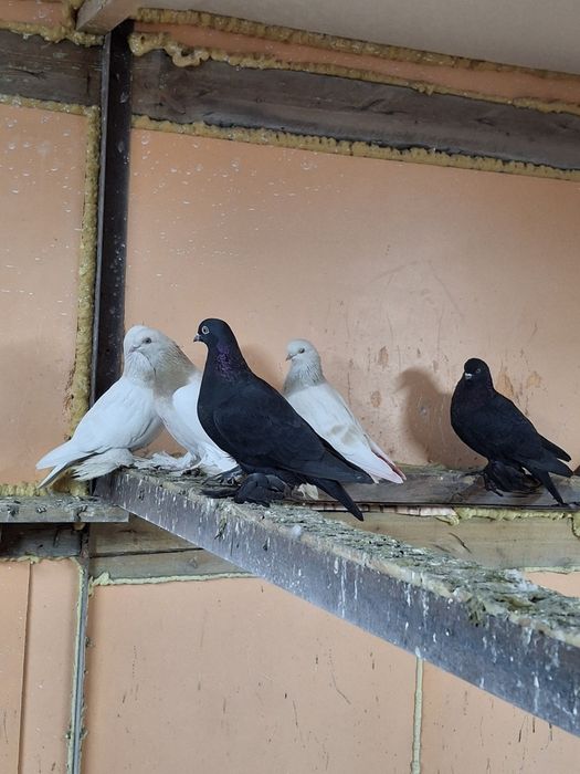 Продам голубей игра гребля тяга