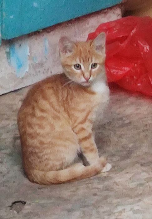 Отдам котёнка в добрые руки