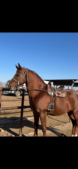 Осы айғыр сатылады!