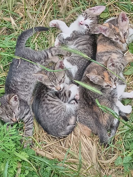 Pisicuțe spre adopție,  gratuite
