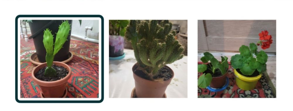 Комнатные цветы 2500 т и выше.