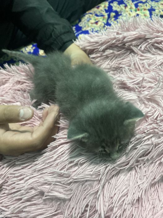 Британски кошкии