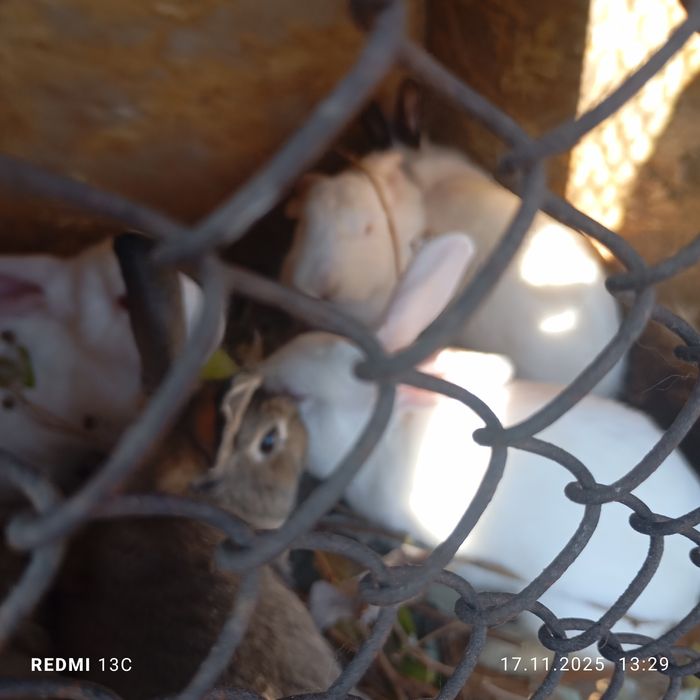 Срочно продам кроликов