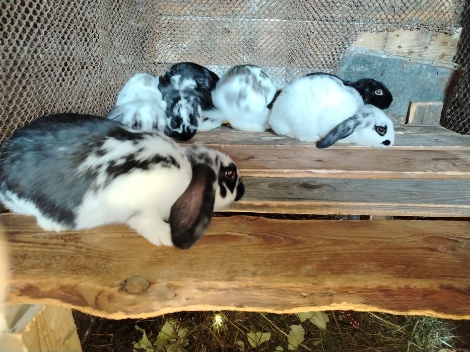 Iepure, fluture franțuzesc /mixt