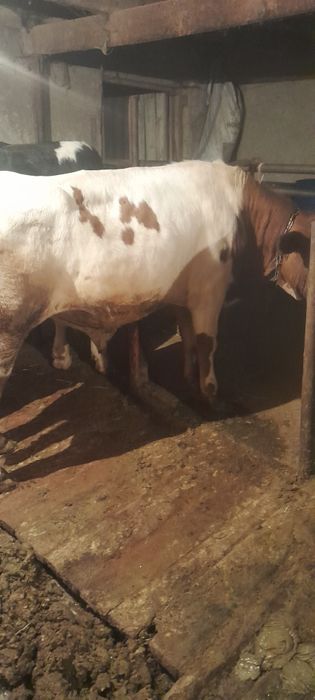 Продам бычков молодые
