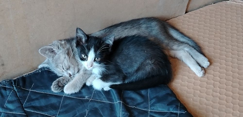 Отдам котят в хорошие руки