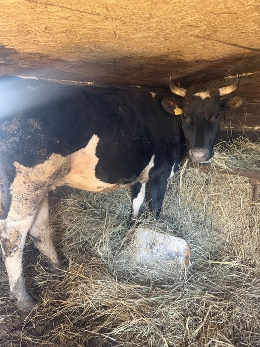 Продаются коровы