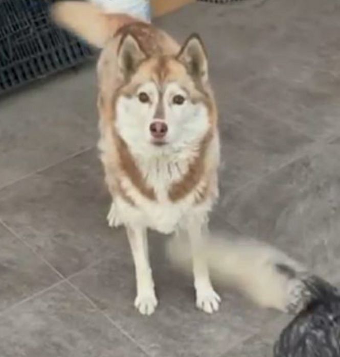 Потерялась хаски рыжая с белым