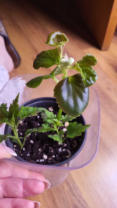 Комнатные цветы бегония