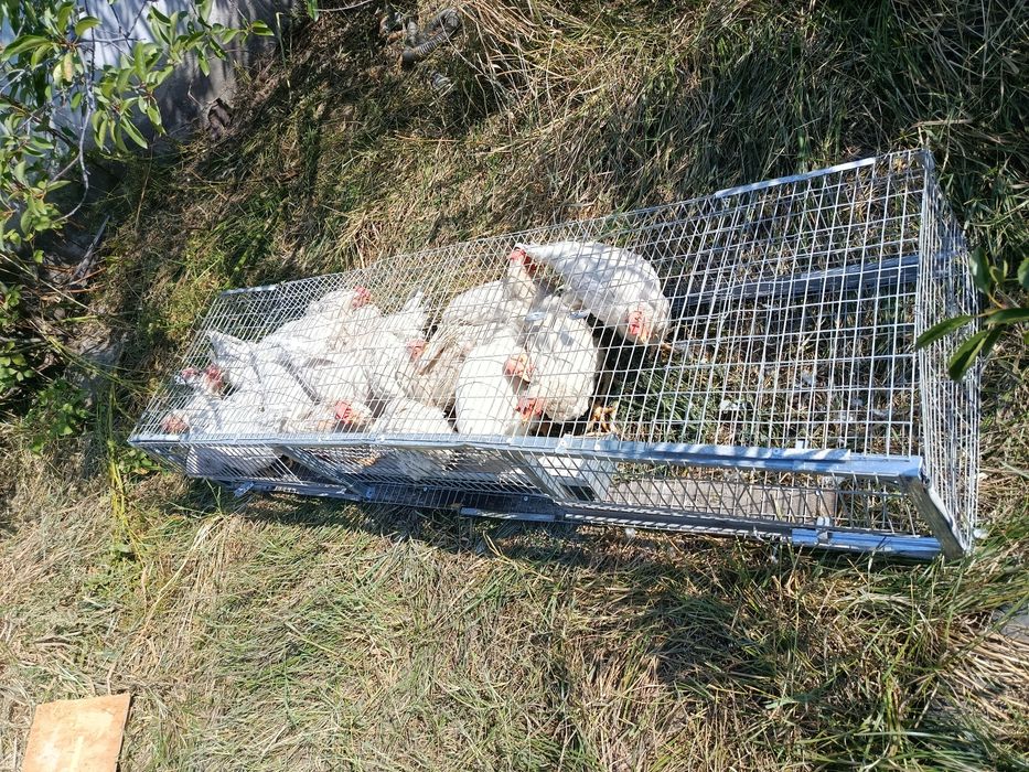 Продам курей несушек