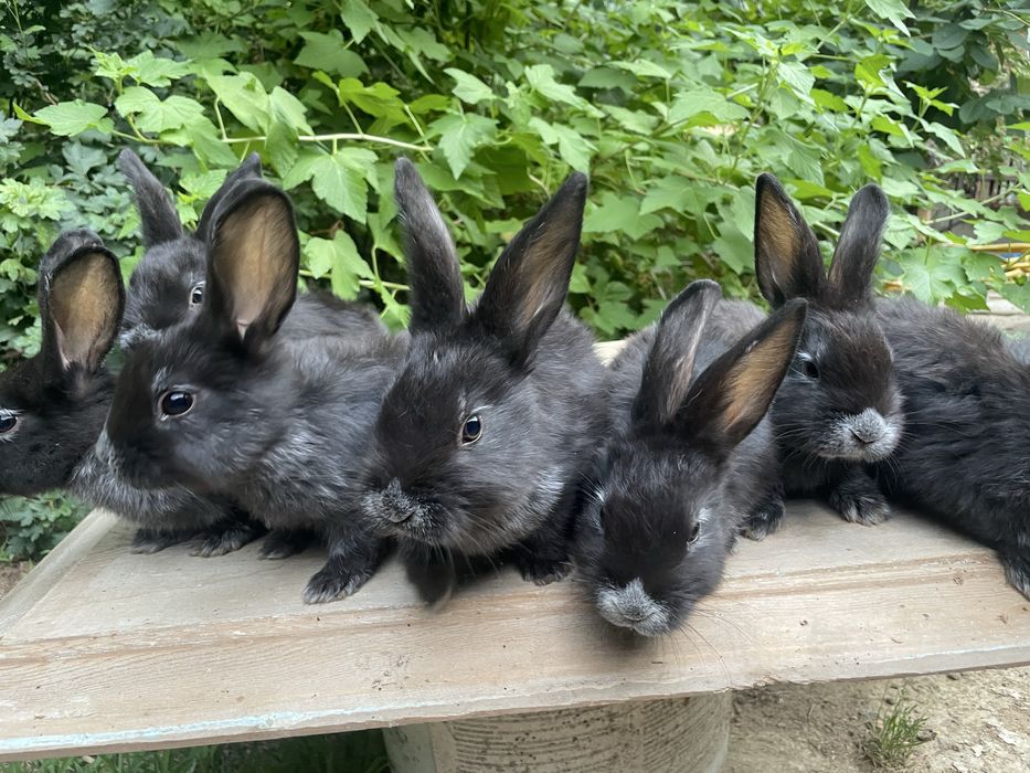 Quyon bolalari sotiladi Go’sh yo’nalishiga radimda onasini korishilar