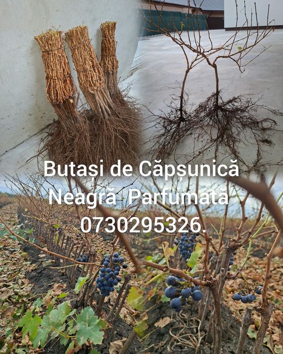 Vând Butași viță de vie Altoită si Hibridă Certificați