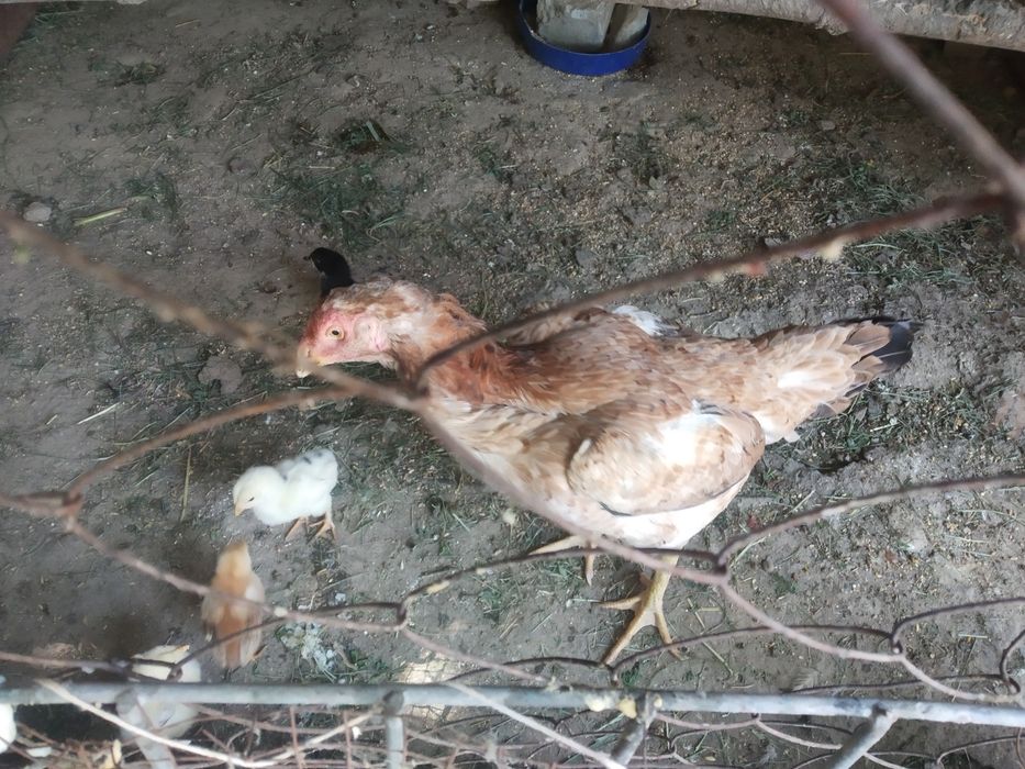 Uyda boqilgan dakang sogʻlom xoʻro poloponlari sotiladi