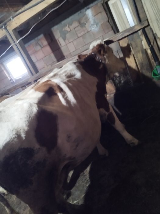 Vacă de vînzare bălțată