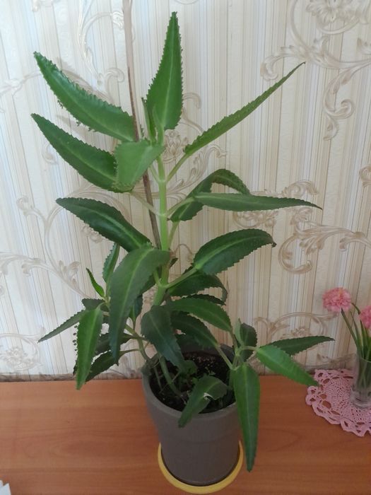Каланхоэ для лечения продам
