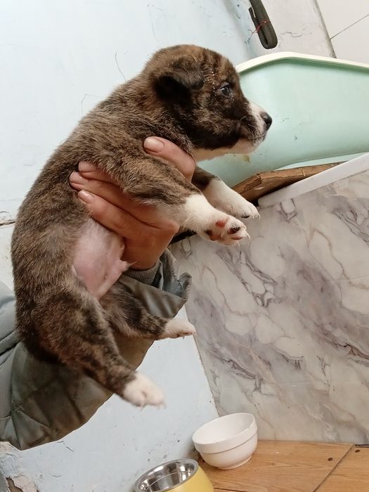 Отдам в добрые руки