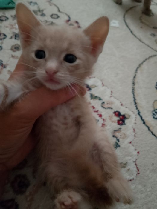 Котята в добрые руки.