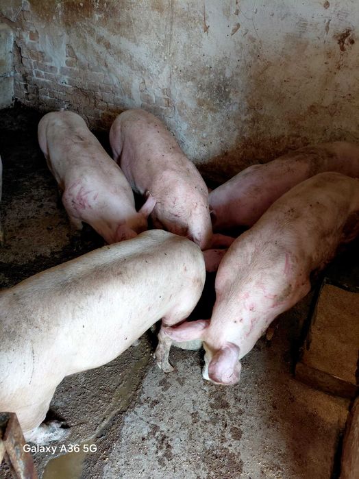 Домашни Прасета Угойка